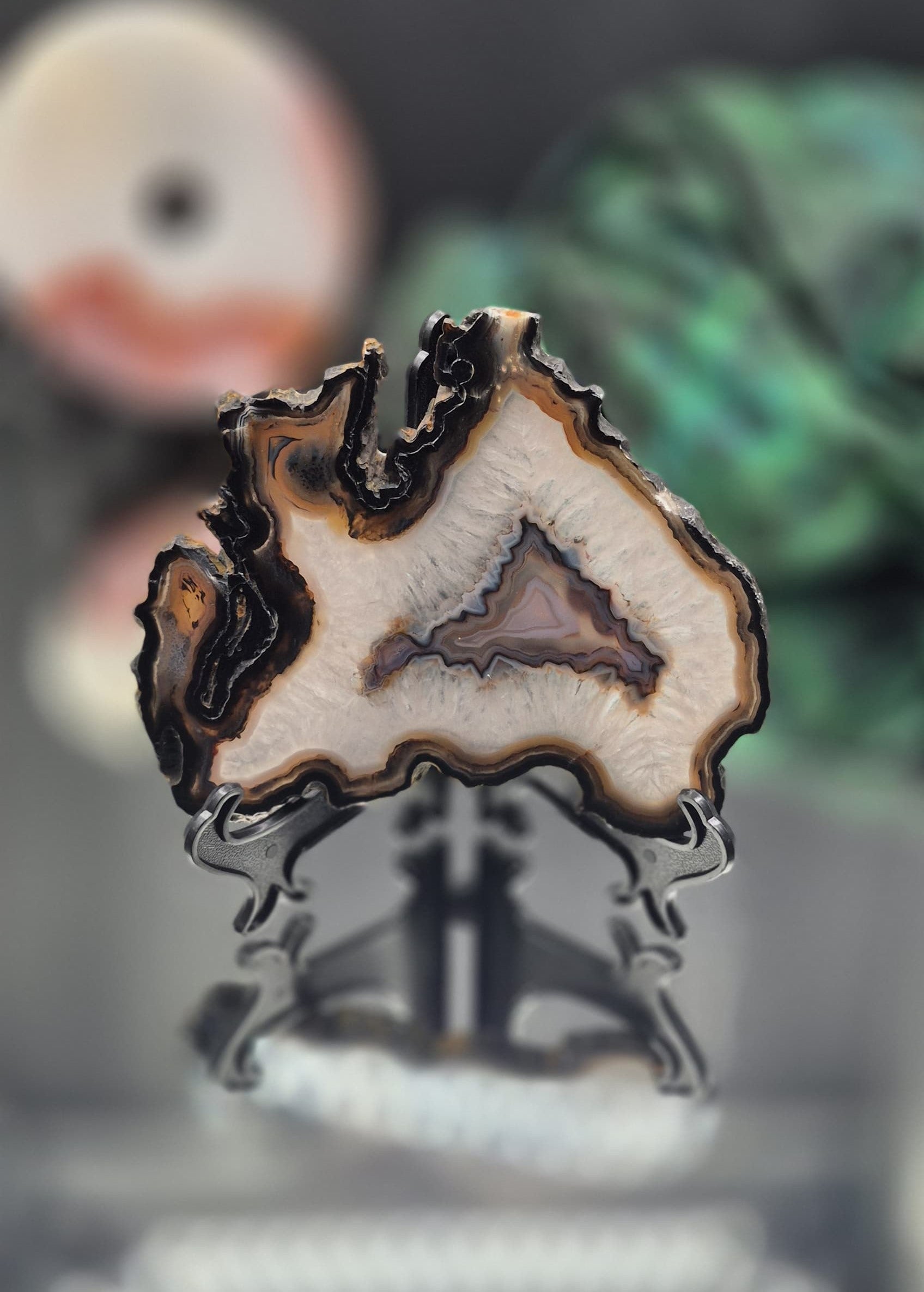 🌀 Large Black & Clear Agate Slice (from Brazil)