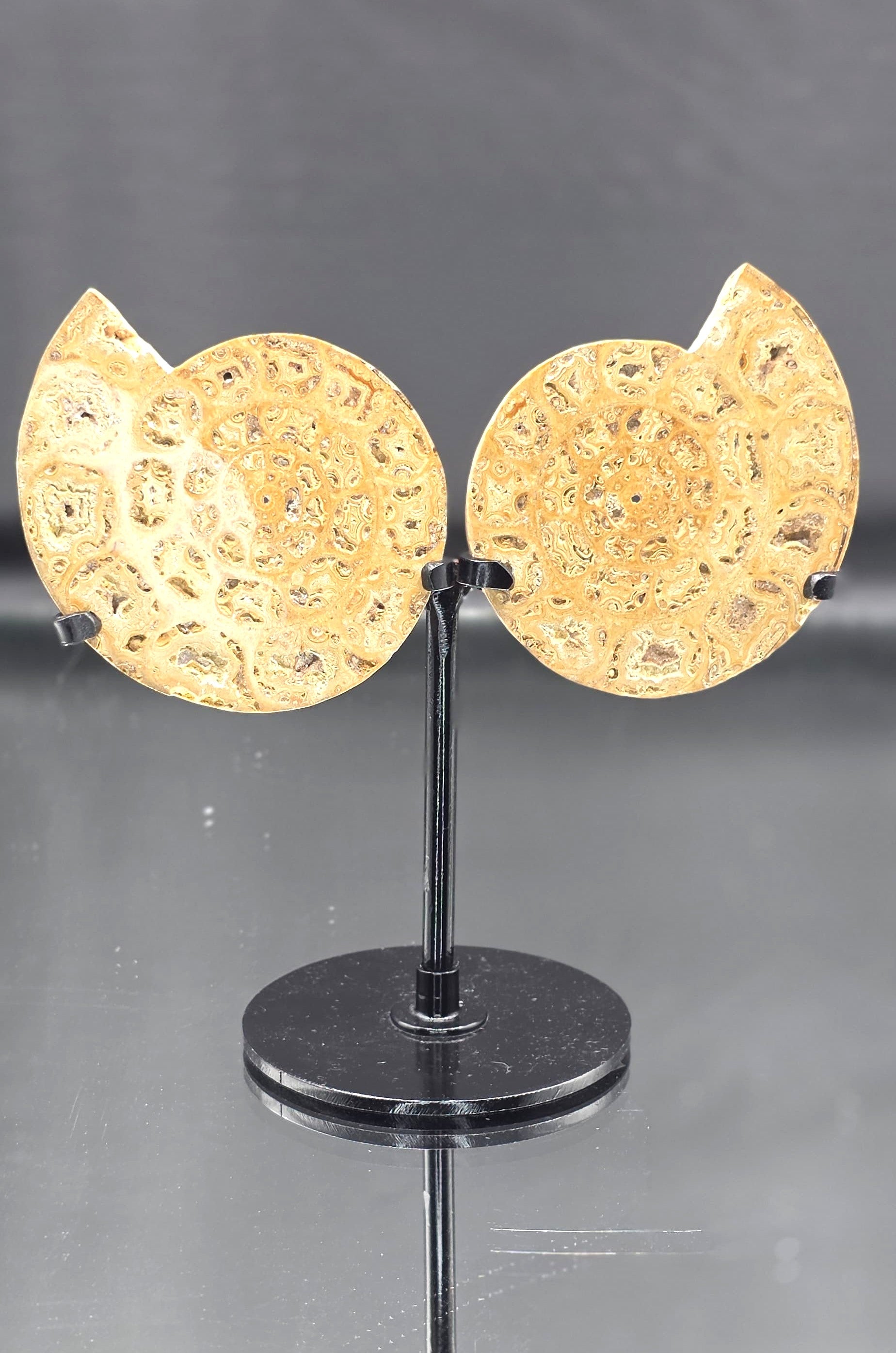 🌀✨ Fossilized Ammonite Pair on Custom Stand — UV Reactive