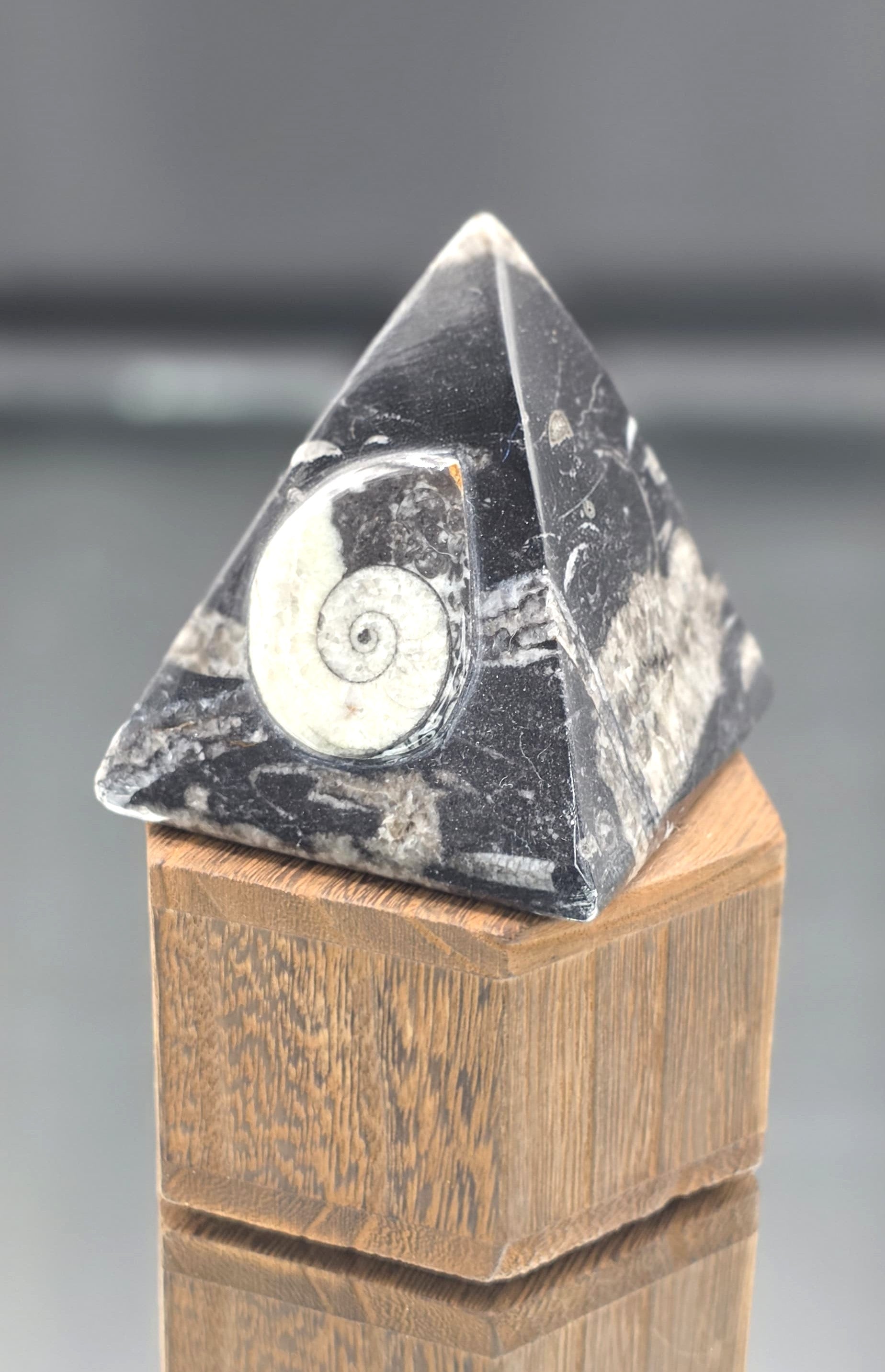 🖤🌀 Black & Gray Ammonite Fossil — Four-Sided Triangle Shape