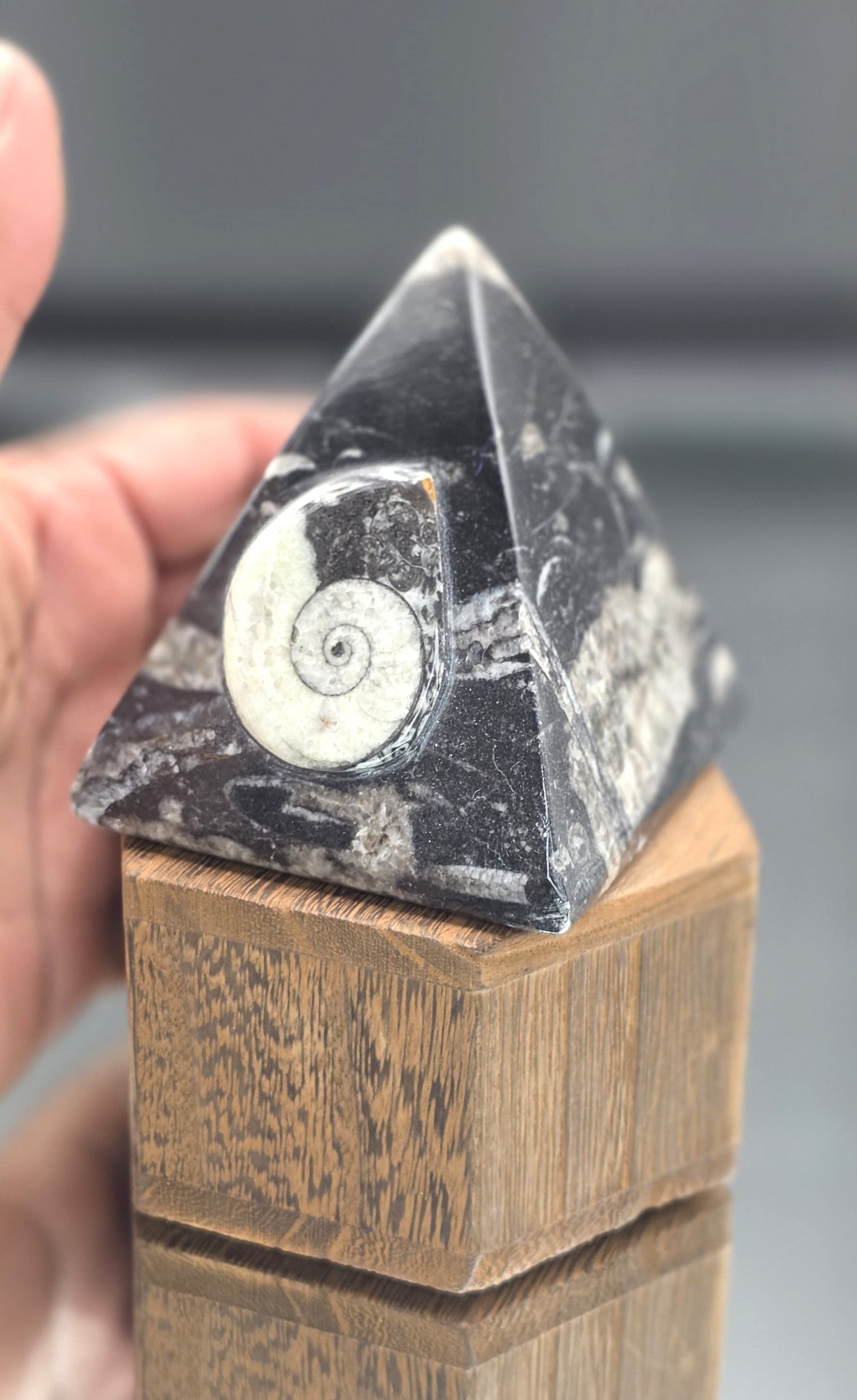 🖤🌀 Black & Gray Ammonite Fossil — Four-Sided Triangle Shape