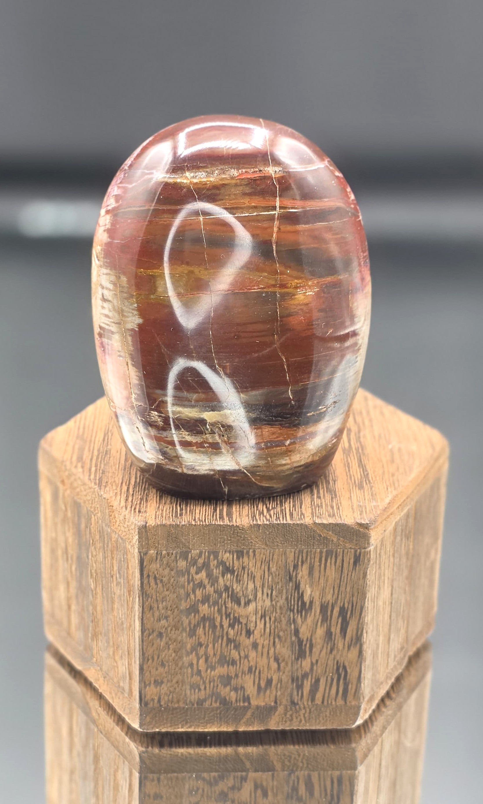 🌳🔥 Petrified Wood Dome — UV Reactive